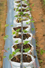 Strawberry tree in farm