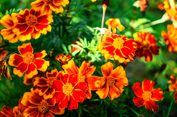 Orange juice flowers grow in the fresh air