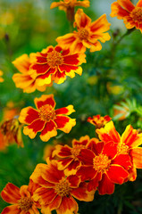 Orange juice flowers grow in the fresh air