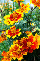 Orange juice flowers grow in the fresh air