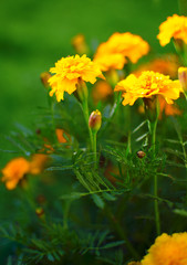 Orange juice flowers grow in the fresh air