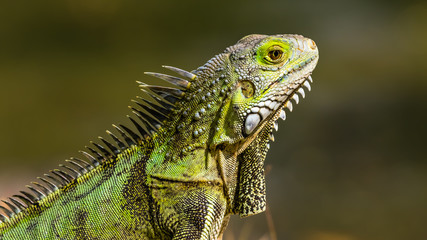 Iguana in Aruba