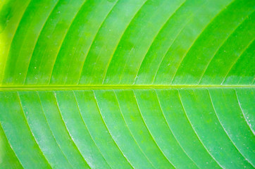 Creative layout of green leaf of tropical palm
