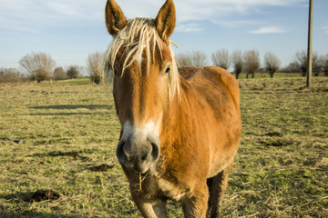 Brown horse with blond mane in the pasture