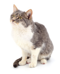 Cat on a white background