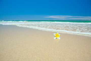 A tropical frangipani flower on the beach with blue sky