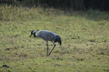 cigogne 