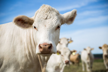 Fototapeta na wymiar Portrait of a white cow, standing in a field.