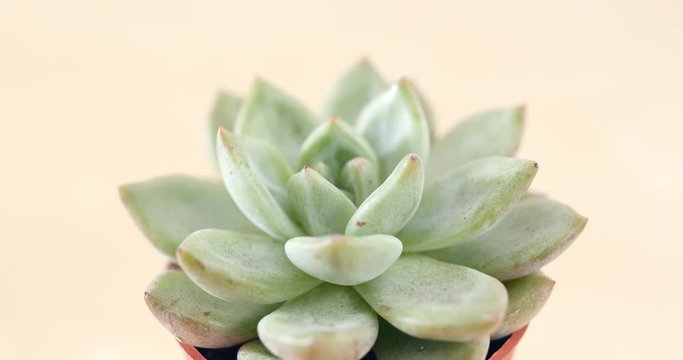 Potted Green Succulents plant