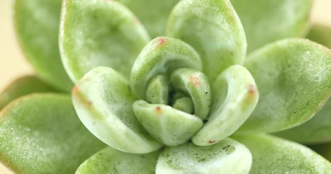 Top view of succulent plant
