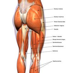 Female Hip and Leg Muscles Labeled - 185694189
