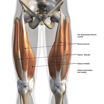 Male Anterior Quadriceps Muscles Labeled