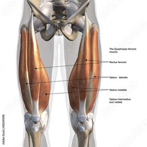 "Male Anterior Quadriceps Muscles Labeled" Stock photo and ...