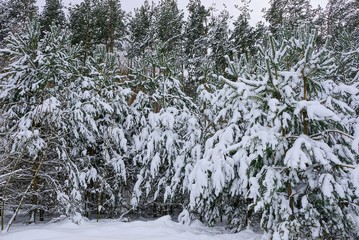 зелёные сосны под белым снегом в лесу © butus