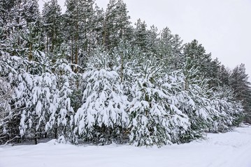 зелёные сосны под белыми сугробами  снегав лесу © butus