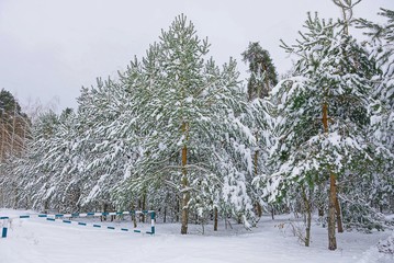 зелёные сосны под белым снегом в лесу и железный шлагбаум © butus
