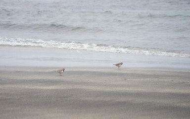 Küsten-Landschaft: einsame Bucht / Sandstrand mit Watvögeln in den Westfjorden, Island