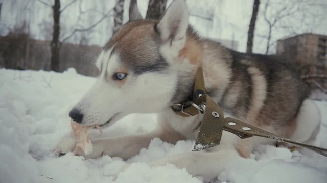 husky dog on snow eating a bone in slow motion at winter