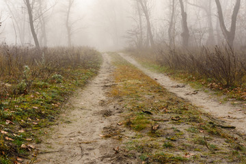 Road in a foggy forest on cold autumn day