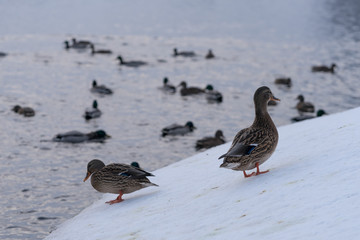 Ducks are swimming in the frozen winter pond in the park
