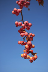 red crabapple