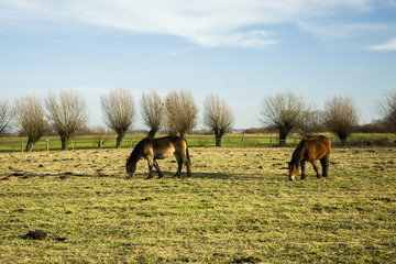 Two horses grazing in a meadow