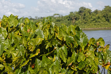 Fototapeta na wymiar La plante Moucou-moucou envahit les berges du fleuve Approuague dans la commune de Régina en Guyane française