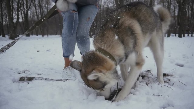 beautiful young woman playing with a dog in a winter snowy park