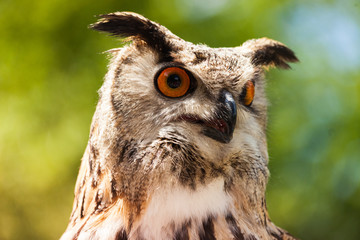 Eurasian eagle-owl resides in much of Eurasia