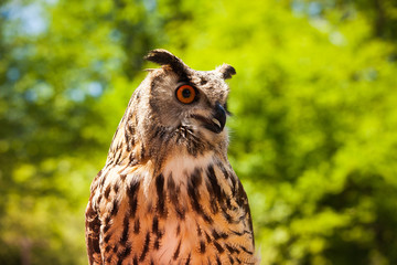 Eurasian eagle-owl resides in much of Eurasia