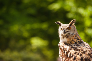 Eurasian eagle-owl resides in much of Eurasia