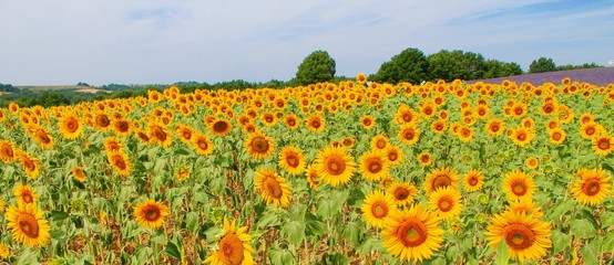 Sunflower Field 