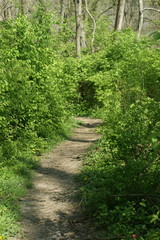 the path less traveled a walk in the woods along a trail with hearts in trees 