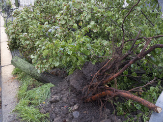 Detalle de raíces de árbol caído en la calle por tormenta y vientos huracanados