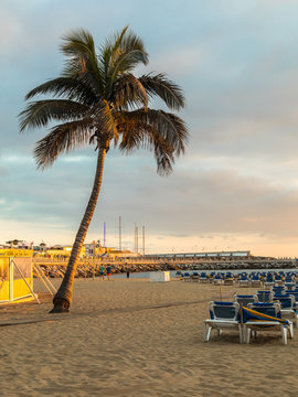 GRAN CANARIA, SPAIN - DECEMBER 10, 2017: Plank walk between palm tree and sunbeds at Puerto Rico Beach in Gran Canaria, Spain. Canary Islands had 13.3 million visitors in 2016. Vertical image.