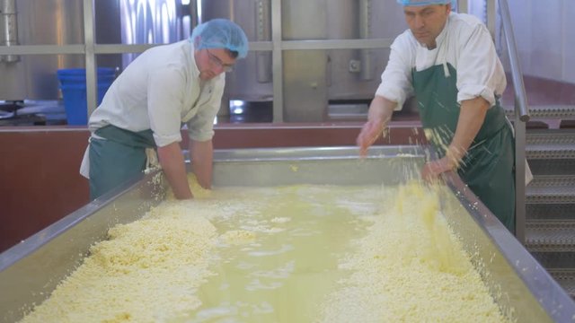Two employees sift cheese out of freshly made batch of milk and rennet