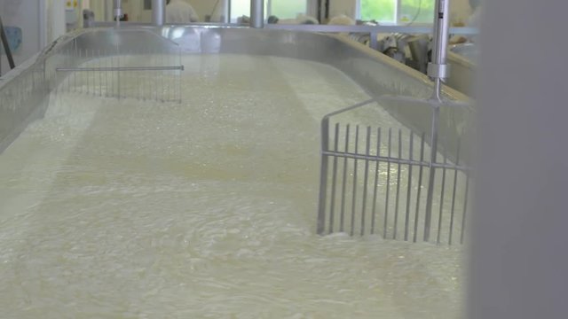 close up of cheese making vat mixing milk and rennet togeather in factory