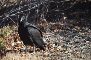 Vulture