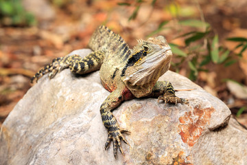 Australian Eastern Water Dragon on a rock in the wild Queensland, Australia