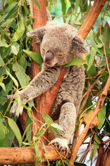 Fototapeta na wymiar Koala in a Eucalupt tree Australia
