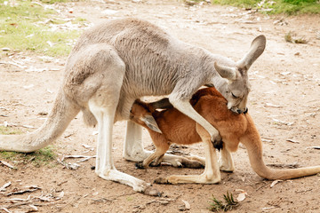 Naklejka na ściany i meble Joey Kangaroo and Mother Australia