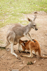 Naklejka na ściany i meble Joey Kangaroo and Mother Australia