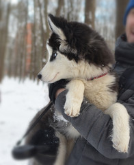 Portrait of puppy of breed huskies sitting on owner's hands