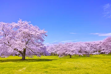 Photo sur Plexiglas Fleur de cerisier Cerisier en pleine floraison
