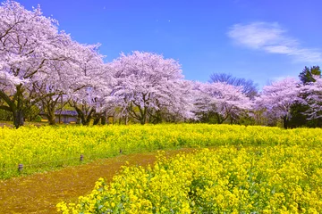 Foto auf Acrylglas Kirschblüte 満開の桜と菜の花