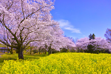 Fototapeta na wymiar 満開の桜と菜の花
