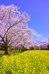 Fototapeta na wymiar 満開の桜と菜の花