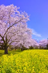 Papier Peint photo autocollant Fleur de cerisier 満開の桜と菜の花