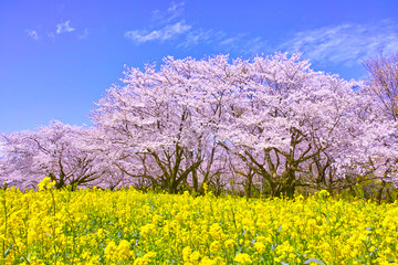 Fleurs de cerisier et fleurs de colza en pleine floraison