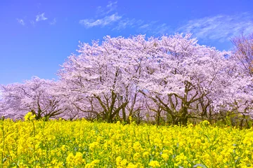 Photo sur Aluminium Fleur de cerisier Fleurs de cerisier et fleurs de colza en pleine floraison